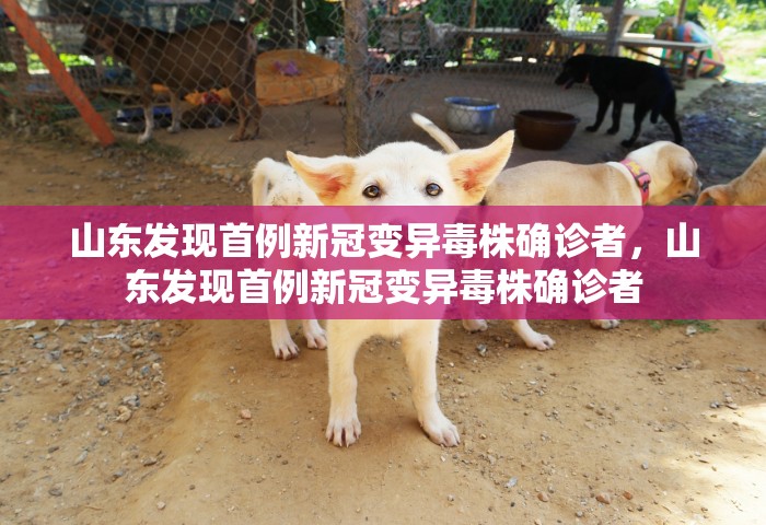 山东发现首例新冠变异毒株确诊者，山东发现首例新冠变异毒株确诊者