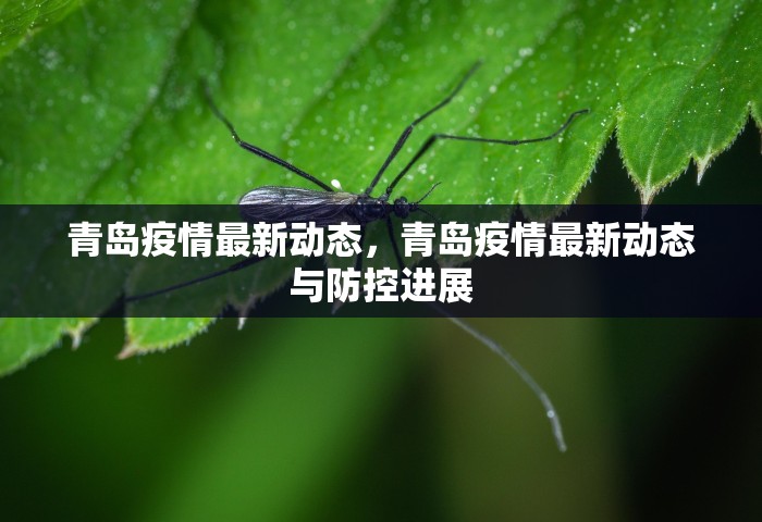 青岛疫情最新动态，青岛疫情最新动态与防控进展