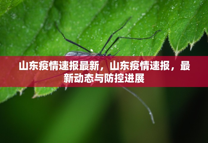 山东疫情速报最新，山东疫情速报，最新动态与防控进展