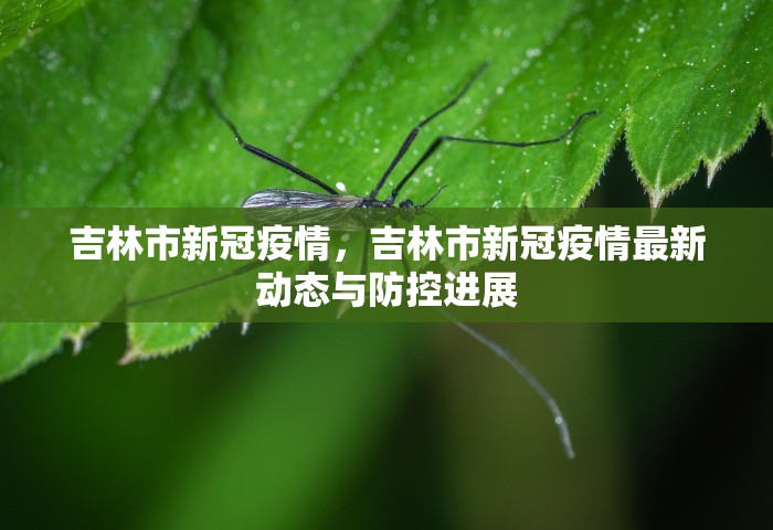 吉林市新冠疫情，吉林市新冠疫情最新动态与防控进展
