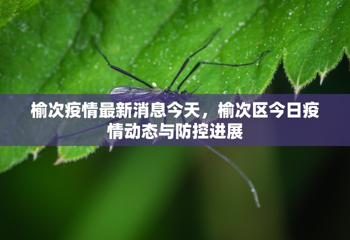 榆次疫情最新消息今天，榆次区今日疫情动态与防控进展
